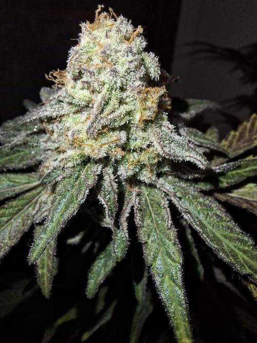 Bruce Banner (Dark Horse). Week 13