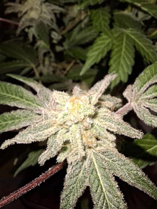 Bruce Banner (Dark Horse). Week 13