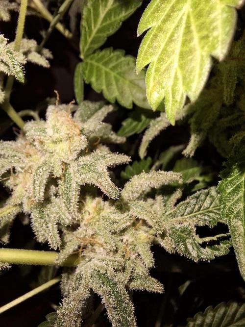 Bruce Banner (Dark Horse). Week 13