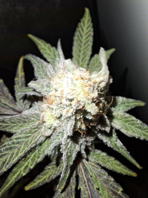 Bruce Banner (Dark Horse). Week 13