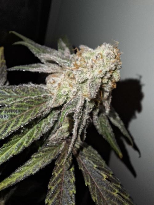 Bruce Banner (Dark Horse). Week 13