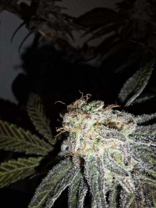 Bruce Banner (Dark Horse). Week 13