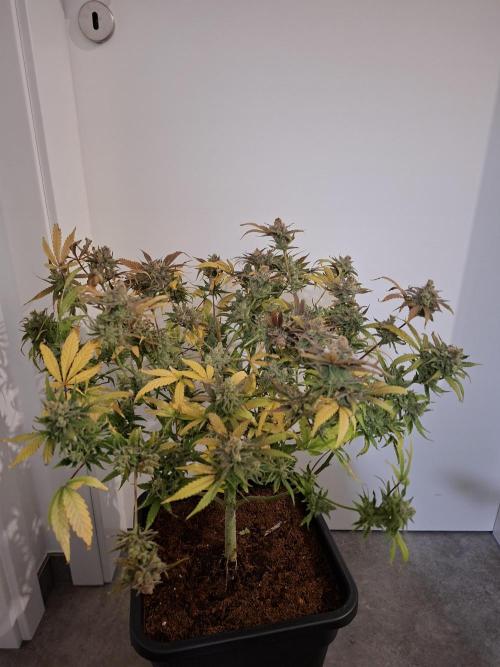 Think Fast - Dutch Passion - first try. Week 14