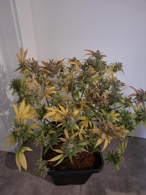 Think Fast - Dutch Passion - first try. Week 14