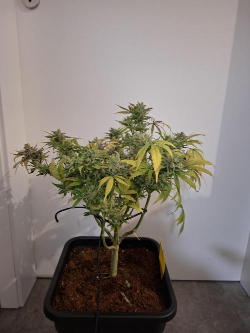 Think Fast - Dutch Passion - first try. Week 14