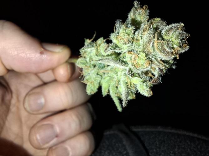 Think Fast - Dutch Passion - first try. Week 14