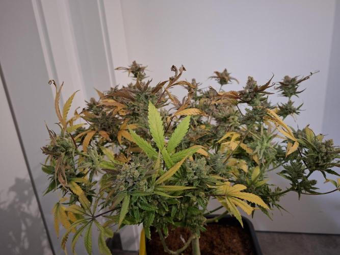 Think Fast - Dutch Passion - first try. Week 14