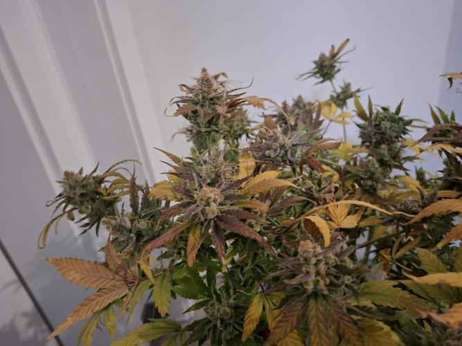 Think Fast - Dutch Passion - first try. Week 14