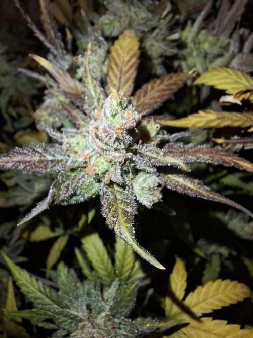 Think Fast - Dutch Passion - first try. Week 14