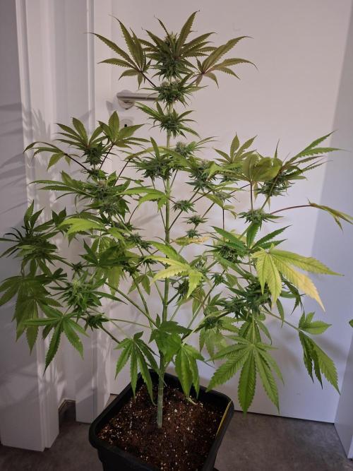 Dutch Passion Master Kush. Week 11