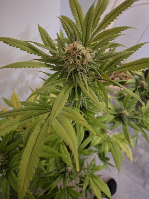 Dutch Passion Master Kush. Week 11