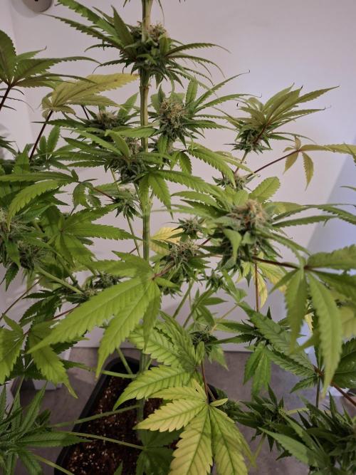 Dutch Passion Master Kush. Week 11