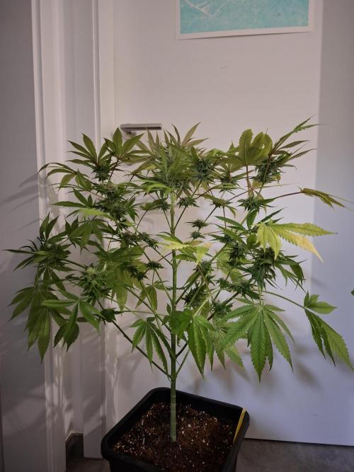 Dutch Passion Master Kush. Week 11