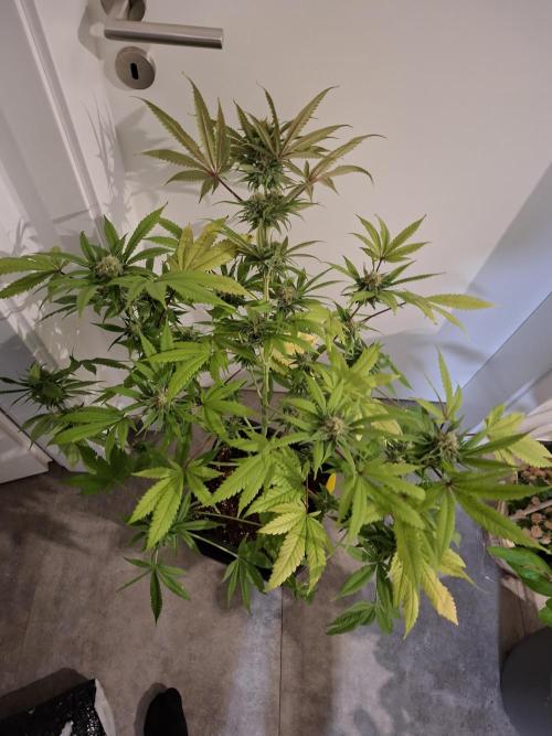 Dutch Passion Master Kush. Week 11
