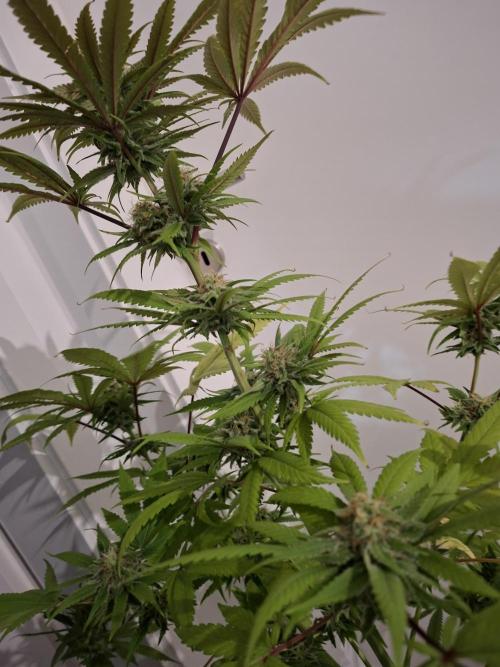 Dutch Passion Master Kush. Week 11