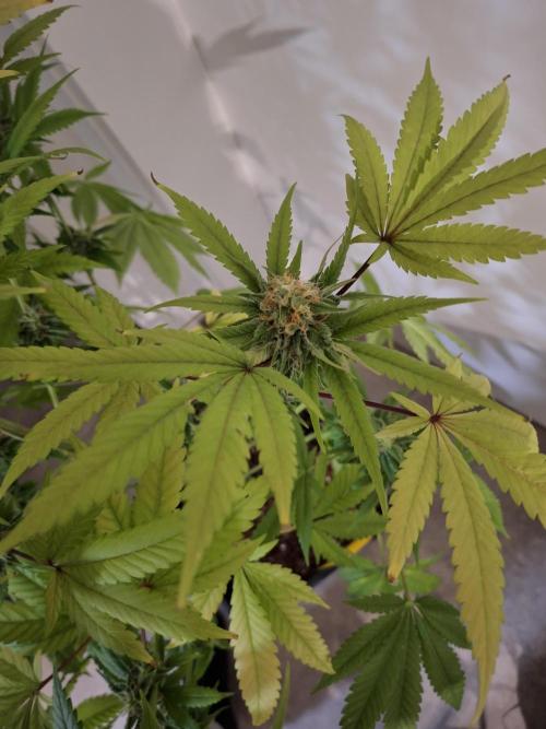 Dutch Passion Master Kush. Week 11