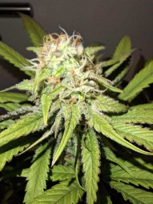 Dutch Passion Master Kush. Week 11