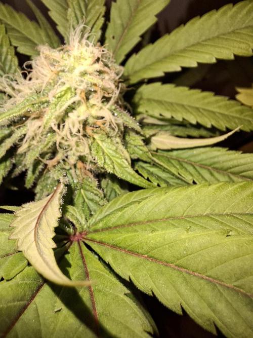 Dutch Passion Master Kush. Week 11