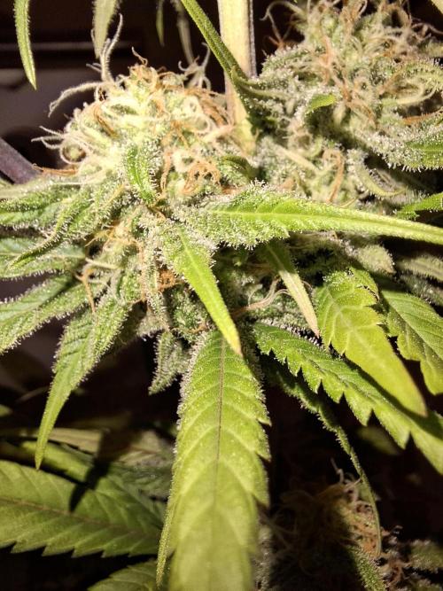 Dutch Passion Master Kush. Week 11