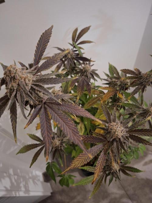 Bruce Banner (Dark Horse). Week 14