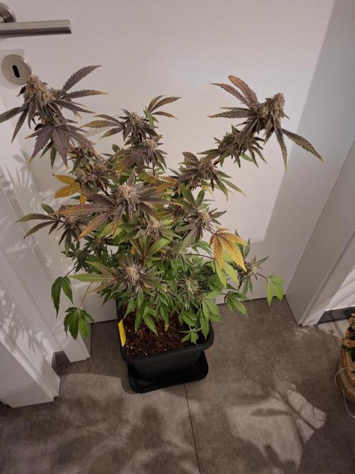 Bruce Banner (Dark Horse). Week 14