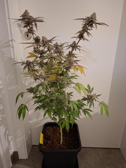 Bruce Banner (Dark Horse). Week 14