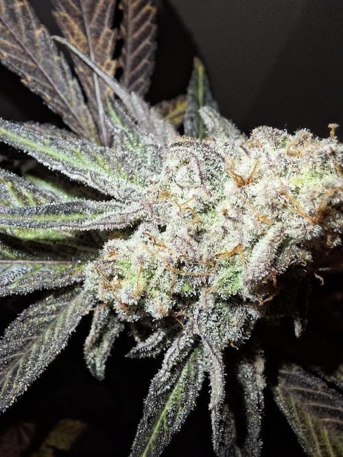 Bruce Banner (Dark Horse). Week 14