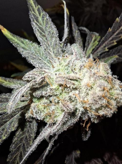 Bruce Banner (Dark Horse). Week 14