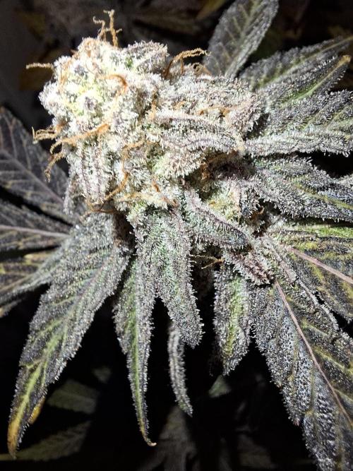 Bruce Banner (Dark Horse). Week 14