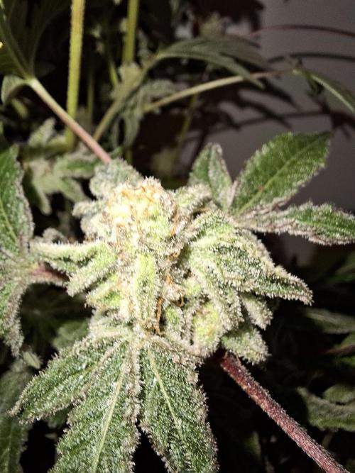 Bruce Banner (Dark Horse). Week 14