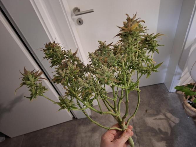 Think Fast - Dutch Passion - first try. Week 15