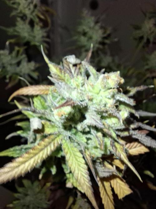 Think Fast - Dutch Passion - first try. Week 15