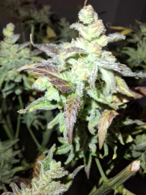 Think Fast - Dutch Passion - first try. Week 15