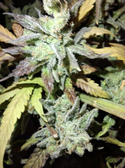 Think Fast - Dutch Passion - first try. Week 15