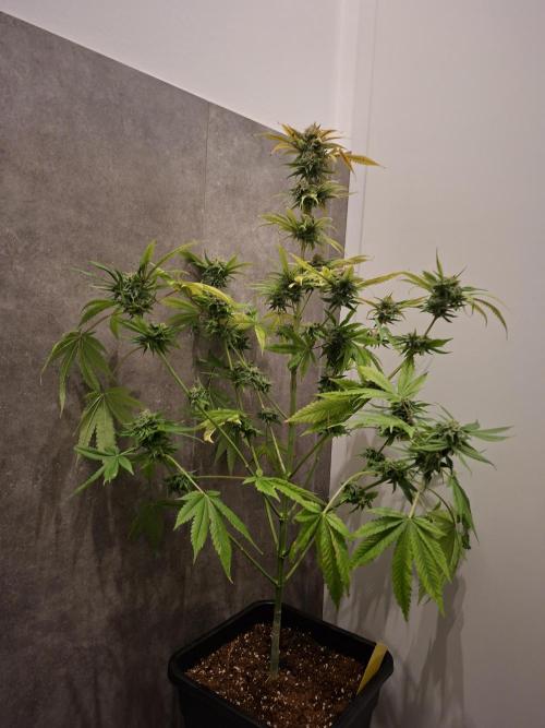 Dutch Passion Master Kush. Week 12