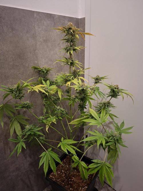 Dutch Passion Master Kush. Week 12