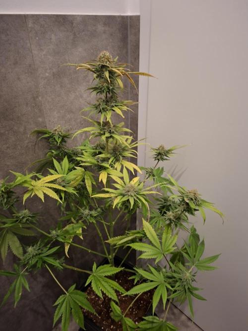 Dutch Passion Master Kush. Week 12