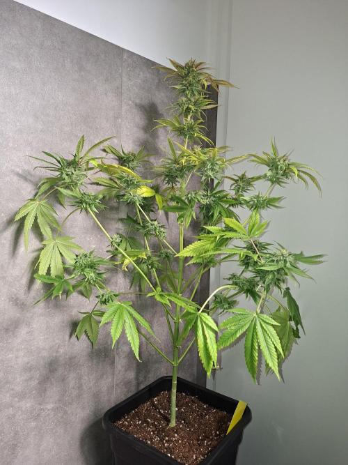 Dutch Passion Master Kush. Week 12