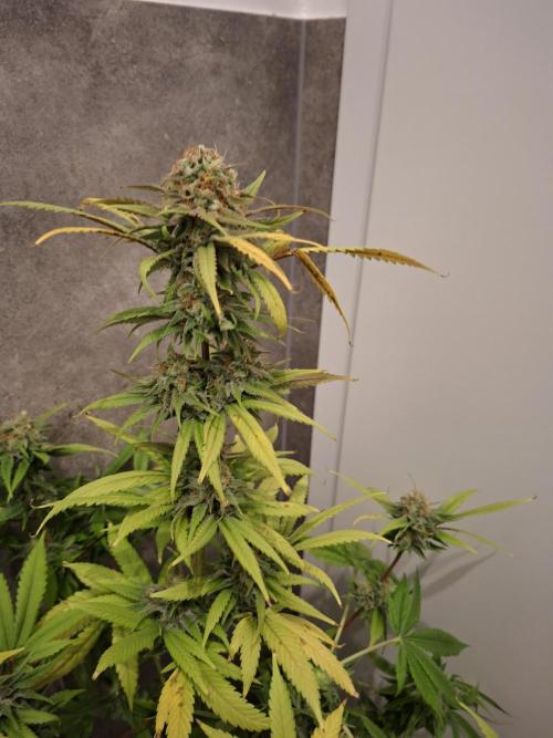 Dutch Passion Master Kush. Week 12