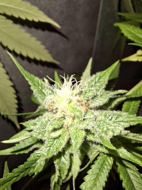 Dutch Passion Master Kush. Week 12