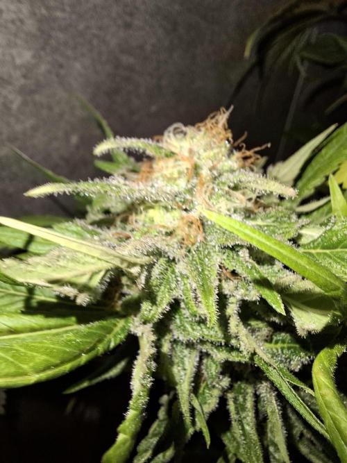 Dutch Passion Master Kush. Week 12