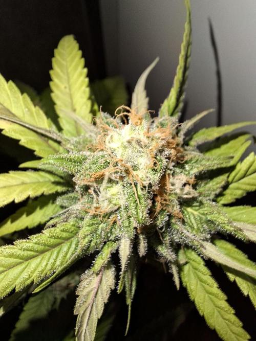 Dutch Passion Master Kush. Week 12