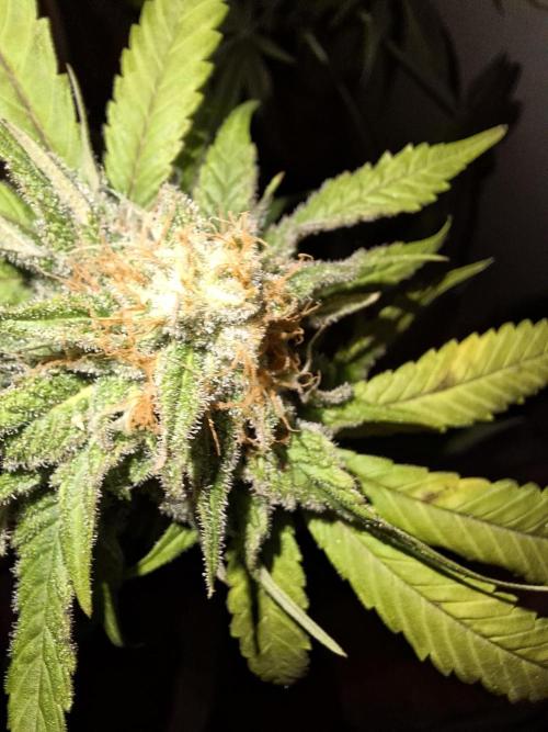 Dutch Passion Master Kush. Week 12