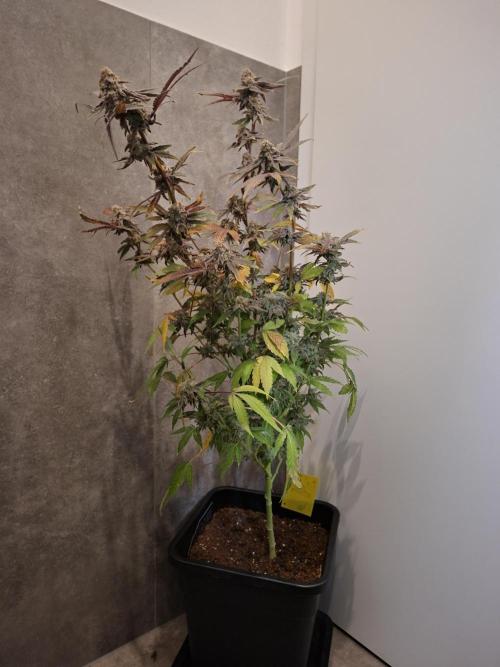 Bruce Banner (Dark Horse). Week 15