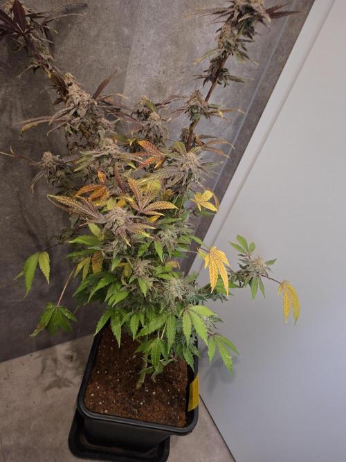 Bruce Banner (Dark Horse). Week 15