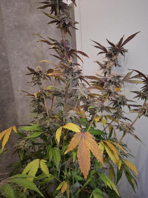 Bruce Banner (Dark Horse). Week 15