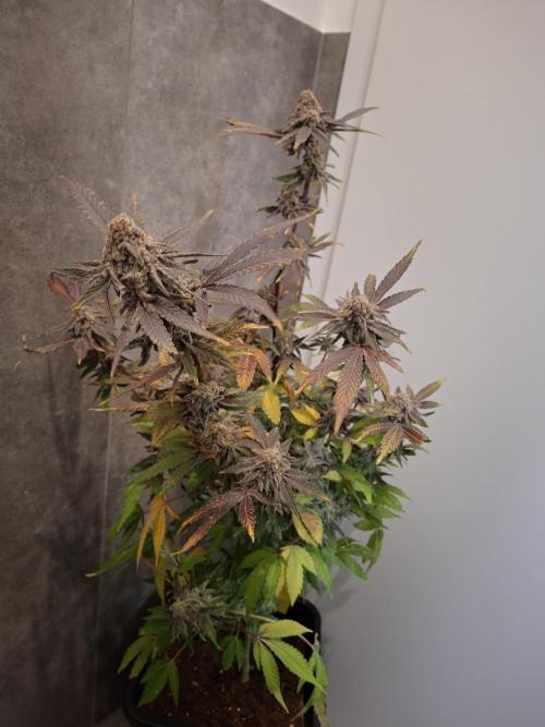 Bruce Banner (Dark Horse). Week 15