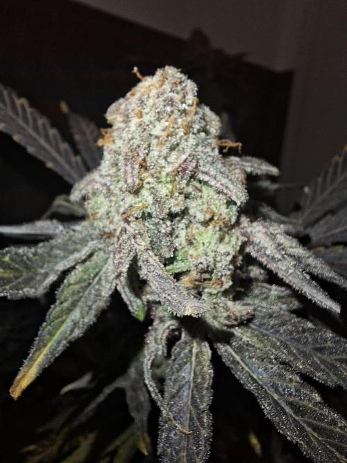 Bruce Banner (Dark Horse). Week 15