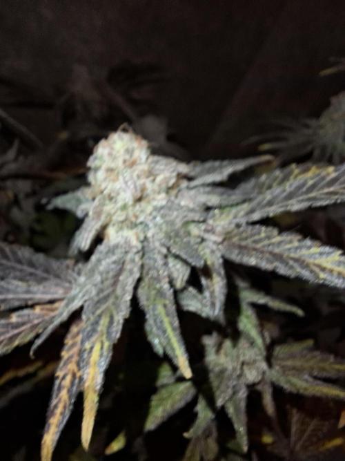 Bruce Banner (Dark Horse). Week 15