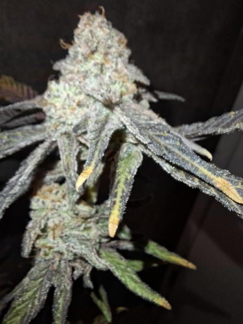 Bruce Banner (Dark Horse). Week 15